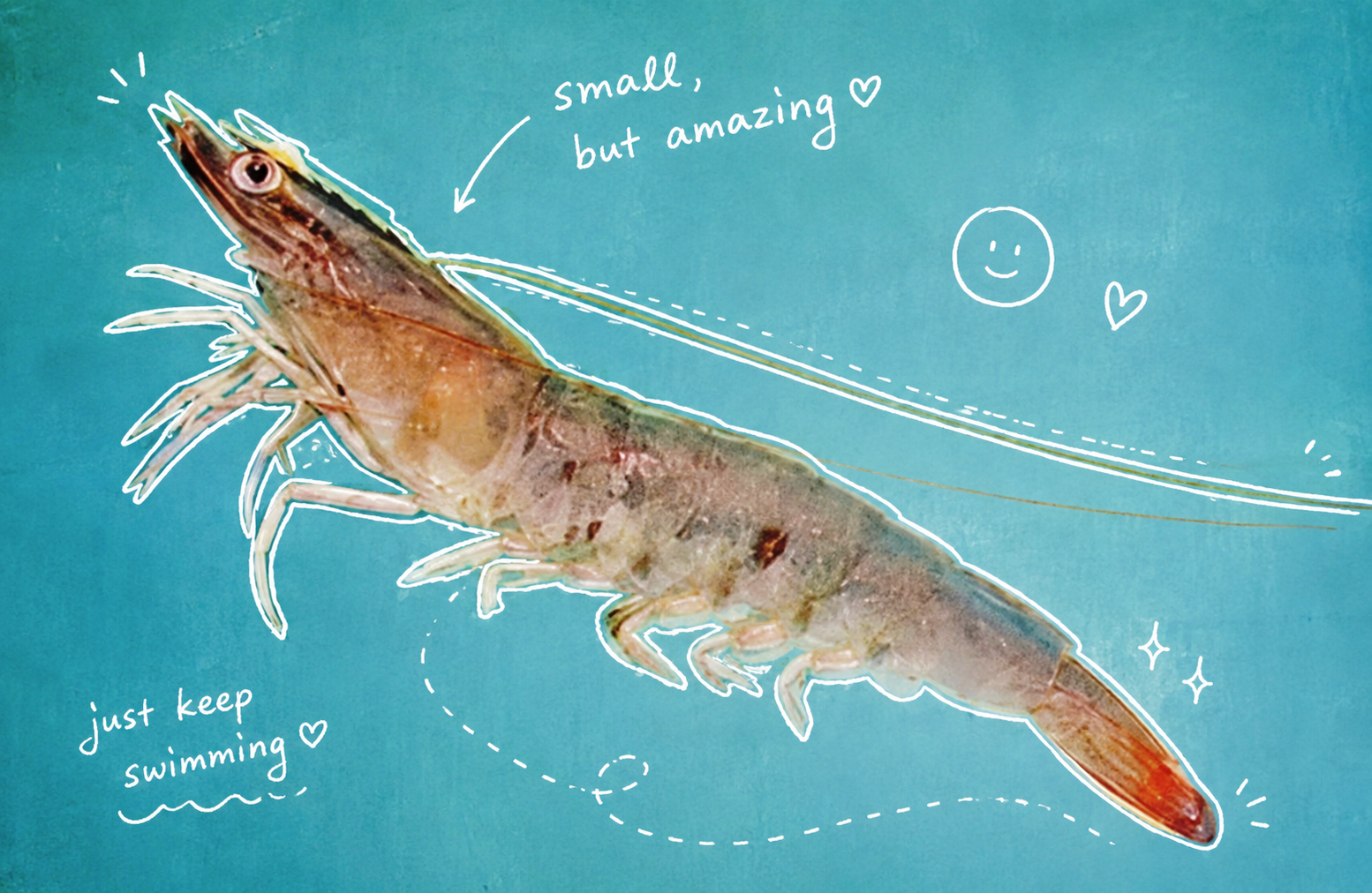 Shrimp photo annotated with hand-drawn labels and notes
