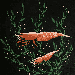 Shrimp rendered as a cross-stitch style pixel/bead pattern