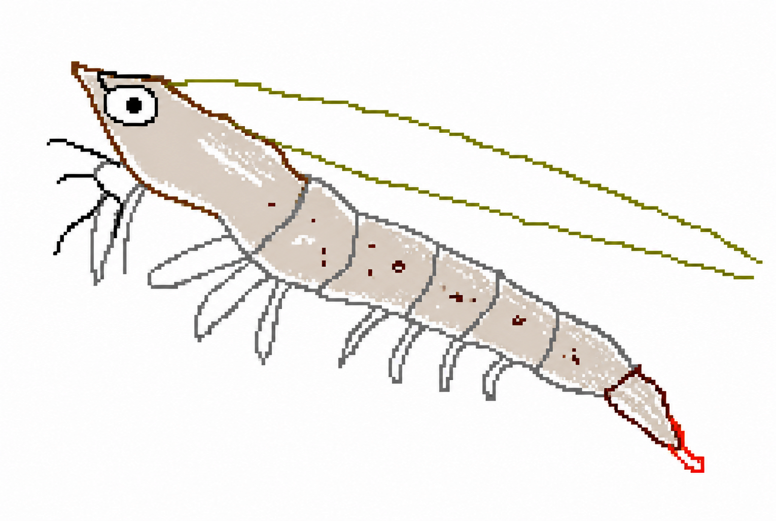 Loose hand-drawn line study of a shrimp